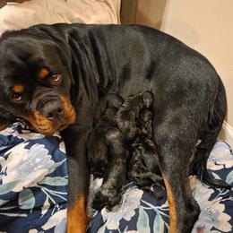 Rottweiler puppies from Bella Bowe Champion Import Rottweilers