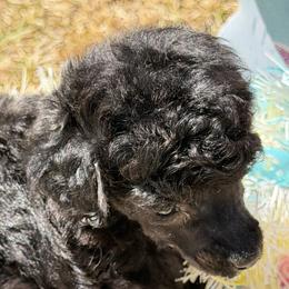 Jordan - Black male Poodle puppy in Florence County, South Carolina from Modern Family Standards