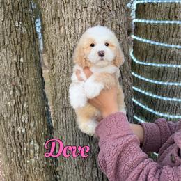 Dove - Red female Bernedoodle puppy in Mount Vernon, Missouri from PoodlelyDoodlely