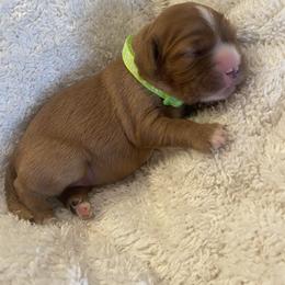 Cottontail - Ruby female Cavalier King Charles Spaniel puppy in London, Arkansas from Frosty’s Cavaliers