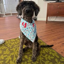 Bordoodle and Poodle All Grown Up from Poo's Doo's & Inu's