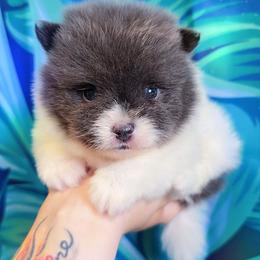 True Blue Parti - Blue parti male Pomeranian puppy in Albany, Oregon from Purrs N Poms