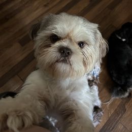 Oliver - Shih Tzu