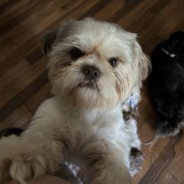 Oliver - Shih Tzu