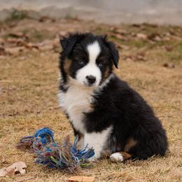 Schaw - Black tri male Miniature Australian Shepherd puppy in Blackfoot, Idaho from Bellewynd Acres