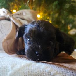 Chauncey - Liver male Yorkshire Terrier puppy in Jacksonville, Florida from Ja'Dor Yorkies