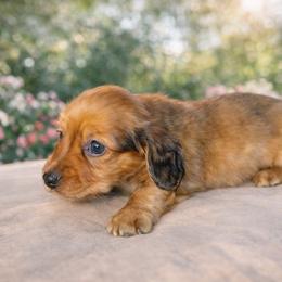 Asia - Red female Dachshund puppy in Madisonville, Tennessee from L&A Dachshunds