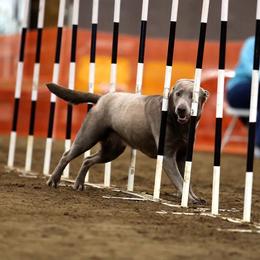 Dilute Retrievers and Labrador Retrievers from Best Kept Labs, Air Dogs & Training, LLC