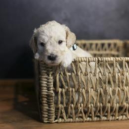 Liberty Bell - Apricot female Goldendoodle puppy in Seffner, Florida from Gold Diamond Pup