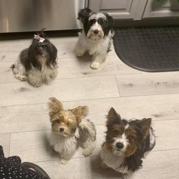 Yorkshire Terriers from A1parti yorkies