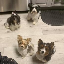 Yorkshire Terriers from A1parti yorkies