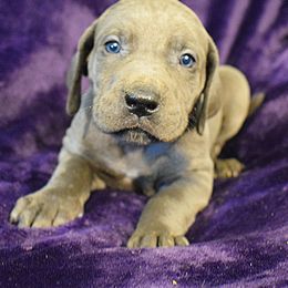 Great Dane Puppies from Blue Great Danes