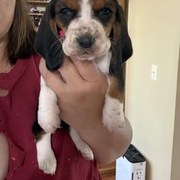 Pink Ruby May - Black brown and white female Basset Hound puppy in Fair Grove, Missouri from Carrier Bassets