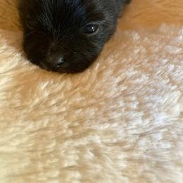 Pomeranian Puppies from Paula’s Pomeranians