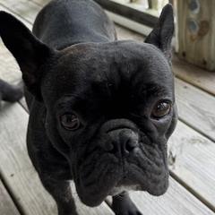 Pip - French Bulldog