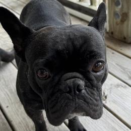 Pip - French Bulldog