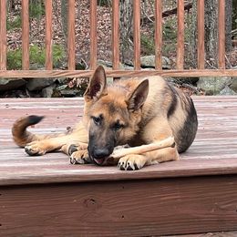 Angus - German Shepherd