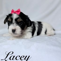 Lacey - Black tan and white female Biewer Terrier puppy in Cartersville, Georgia from Alpha Tiny Paws