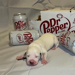 Dr. Pepper - White and black female Dalmatian puppy in Des Moines, Iowa from Spot Splattered Dalmatians