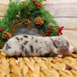 Boomer - Blue merle male Miniature American Shepherd puppy in Springfield, Missouri from 3 Barrels Farms, LLC
