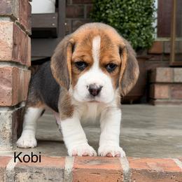 Kobi - Black tan and white male Beagle puppy in Mansfield, Missouri from Rippee Creek Kennel