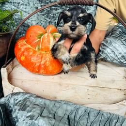 Beau - Black and silver male Miniature Schnauzer puppy in Moreauville, Louisiana from Bayou Schnauz and Dals