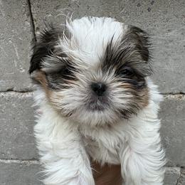 Orange - Gold and white female Shih Tzu puppy in Spring, Texas from Precious Tzu Crew