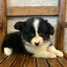 Full fluffy Emma - Black and white female American Corgi puppy in Decatur, Texas from Bar S Corgis