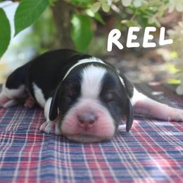 Reel - Black white and tan male English Springer Spaniel puppy in Barnstead, New Hampshire from C & S Farms