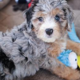 Icicle: Icy - Blue merle female Bernedoodle puppy in Springfield, Missouri from Doodle Dandy Bernedoodles & Aussiedoodles