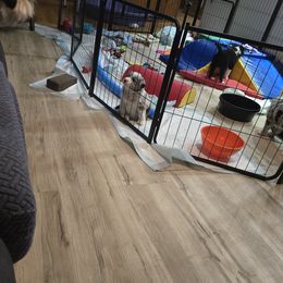 Border Collies from Kuhl's Border Collies
