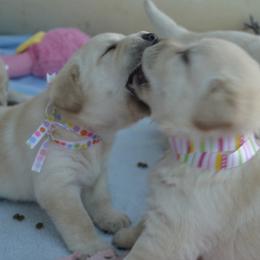 German Shepherds and Labrador Retrievers from Varian Kennels