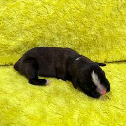 Boy black - Brindle male Boxer puppy in Marion, Montana from Serendipity's European Boxers