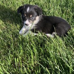 Girl 4 - Black and tan Pembroke Welsh Corgi puppy in Idaho from McKay Corgi's