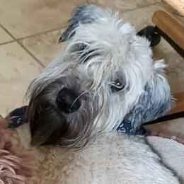 Finn - Soft Coated Wheaten Terrier