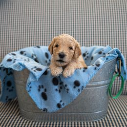 Goldendoodle Puppies from Hershey PAw Doodles
