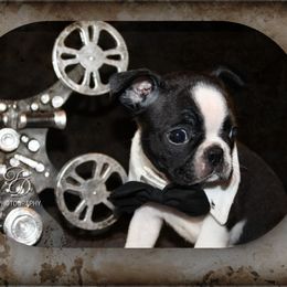 Boy 1 - Black and white male Boston Terrier puppy in North Central, Vermont from Windy Valley’s Bostons