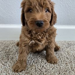 Iggy - Red  male Goldendoodle puppy in Archbold, Ohio from Wurster's Mini Wee Doodles
