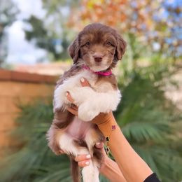 Aussiedoodle, Bernedoodle, Goldendoodle, and Poodle Puppies from Teddy Doodles & Standard Poodles