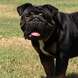 MACON - English Bulldog