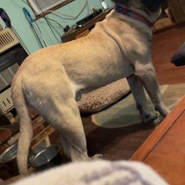 Mastiffs from Ozark Mountain Mastiffs