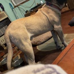 Mastiffs from Ozark Mountain Mastiffs