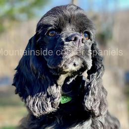 Baby - Cocker Spaniel