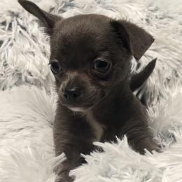 Chihuahua puppies from iLuvChihuahuas