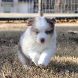 Alta - Red merle female Australian Shepherd puppy in Weatherford, Texas from Ridgestar Aussies
