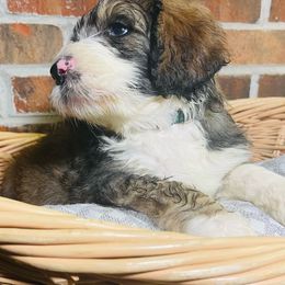 Axl Rose - Tri-color Bernedoodle puppy in Branson West, Missouri from Ozark Acres LLC