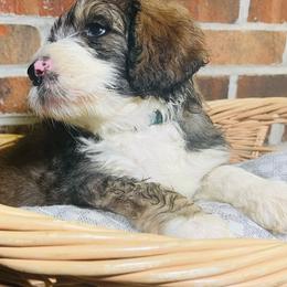 Axl Rose - Tri-color Bernedoodle puppy in Branson West, Missouri from Ozark Acres LLC