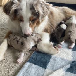 Miniature American Shepherd and Miniature Australian Shepherd Puppies from Husker Mini Aussies