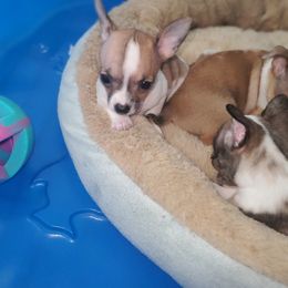 Chihuahua Puppies from Maldonado Pet Life Breeder LLC.
