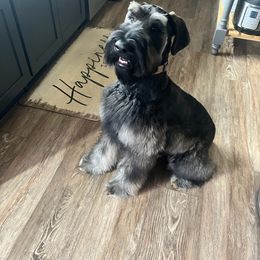 Giant Schnauzer Puppies from House of Roth Giant Schnauzers